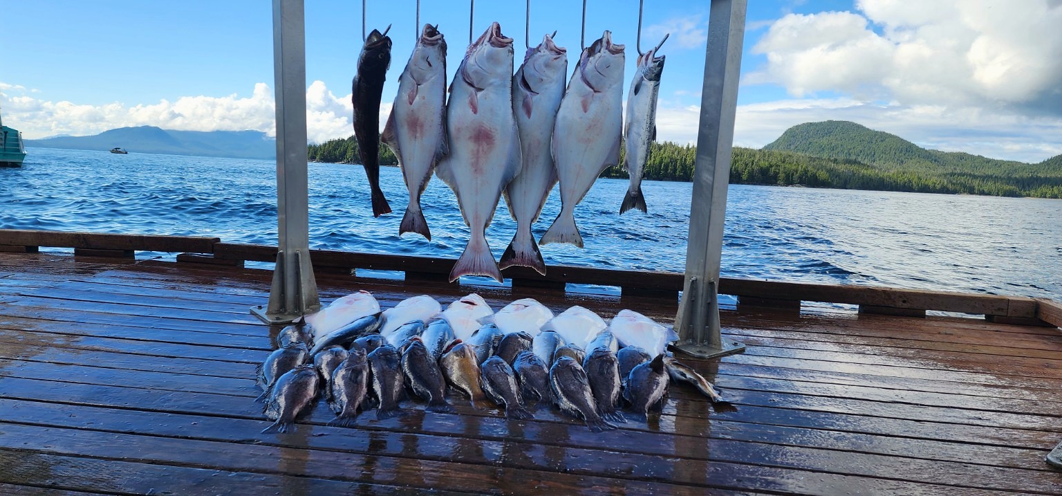 A full day of halibut and salmon laid out on the Clover Pass dock in Ketchikan