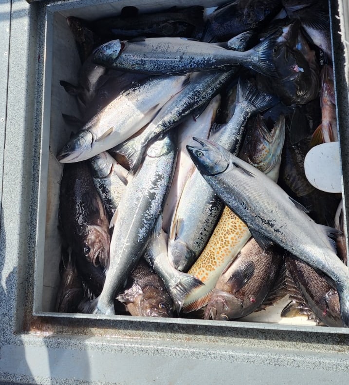 Fish box holding a mixed catch of salmon and bottomfish