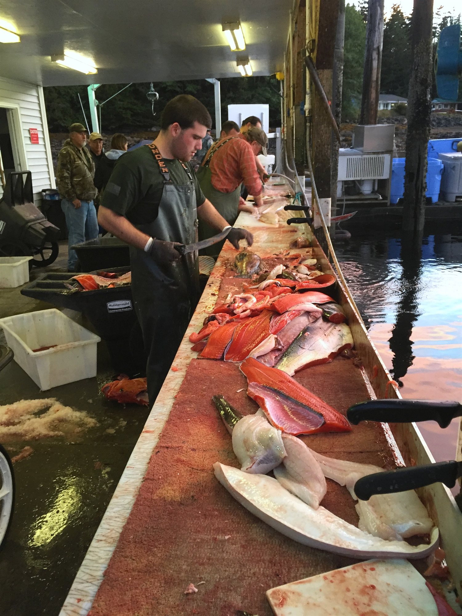 Fresh catch being cut and processed on a cutting table at the dock