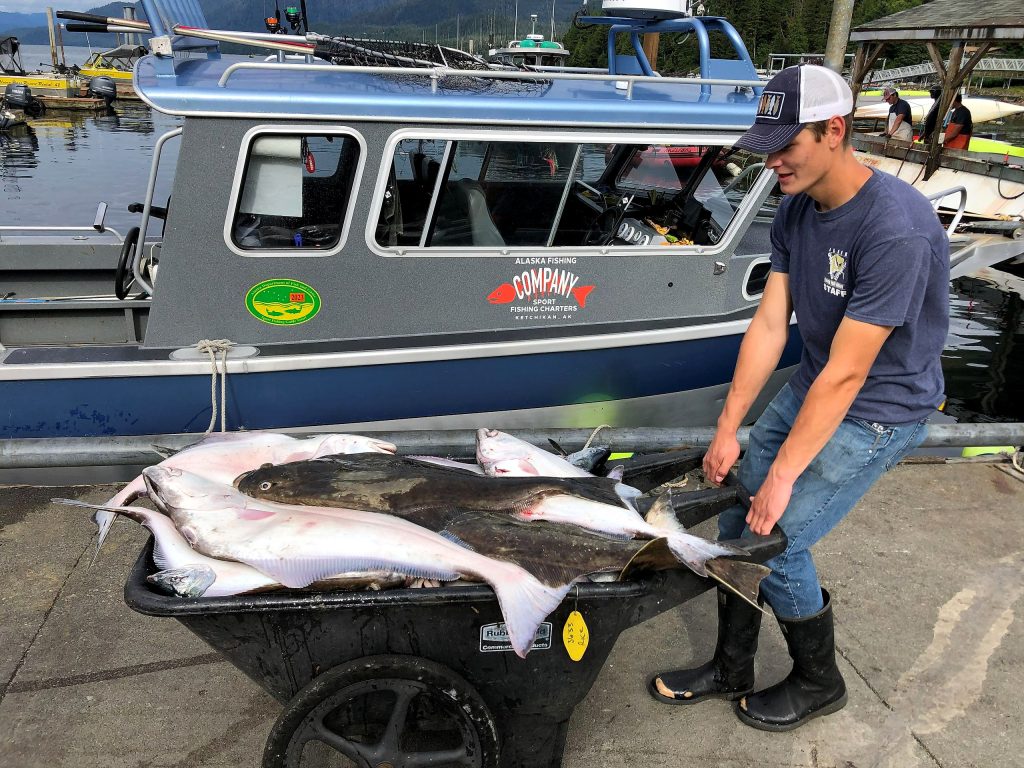 Halibut and salmon being carted off the boat at the Clover Pass dock