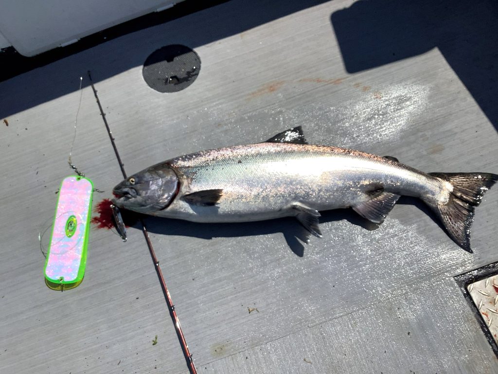 A king salmon on the deck beside the flasher it was caught on