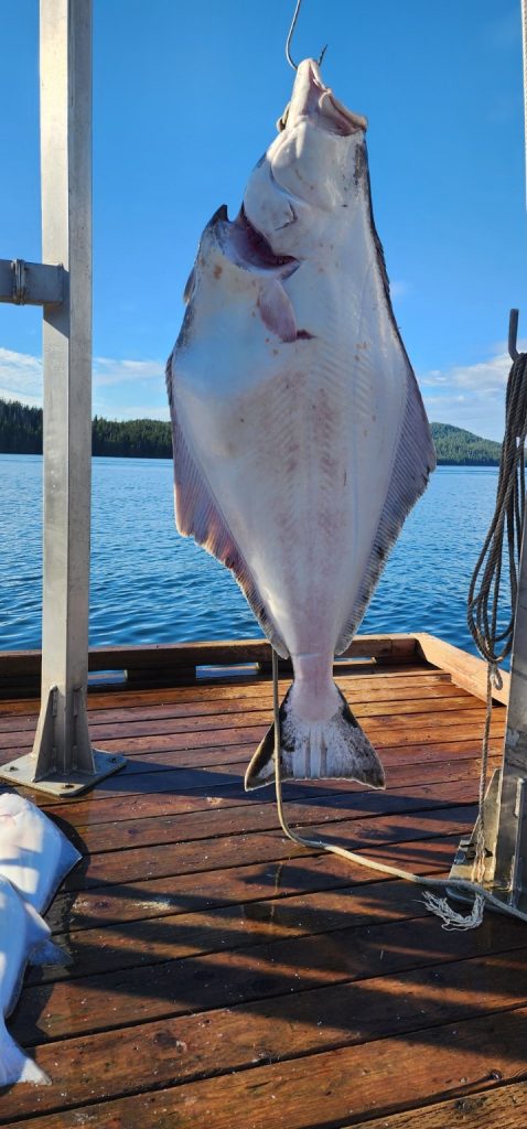 Large halibut hanging at the Clover Pass dock